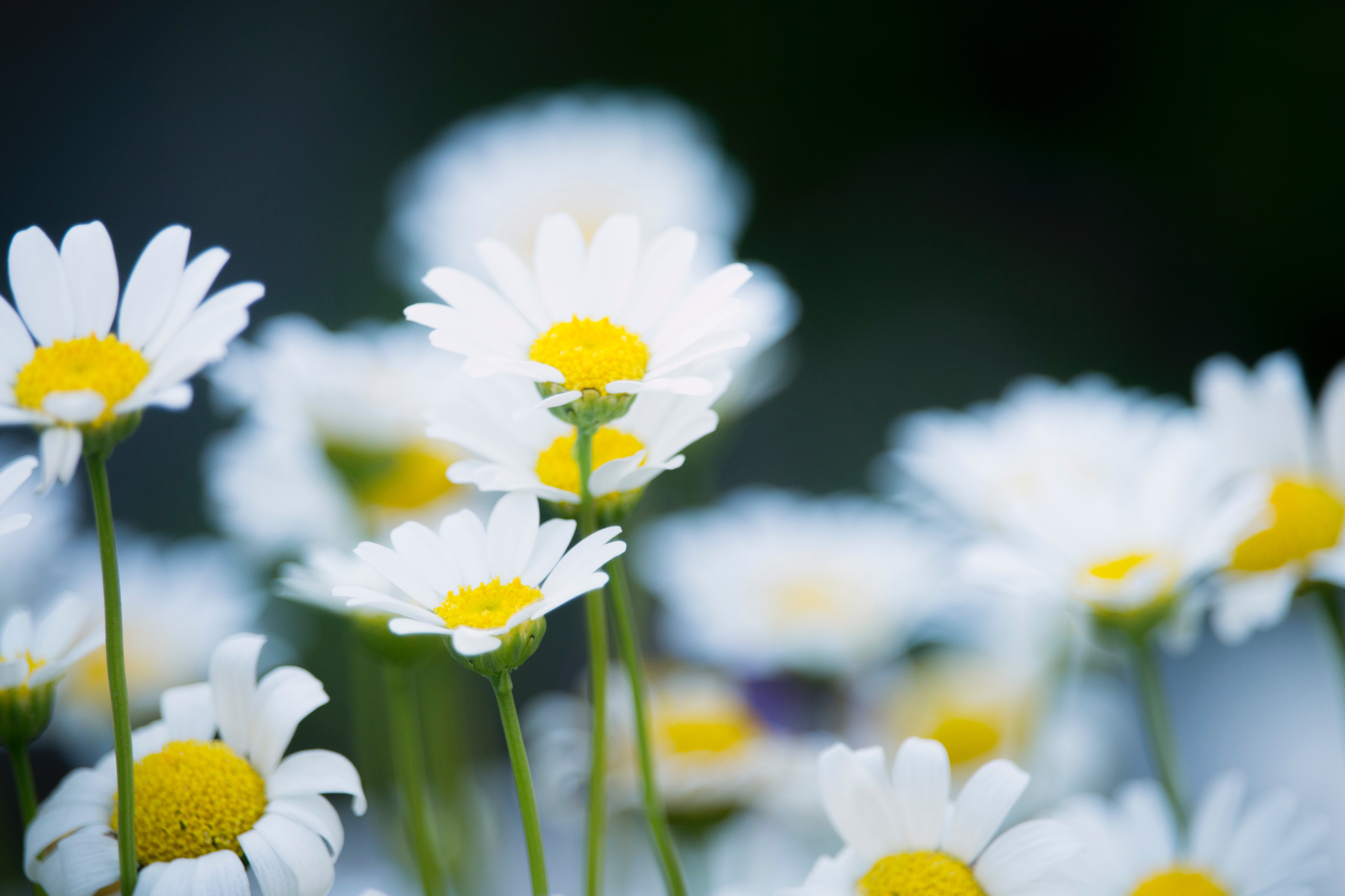 atelier de printemps